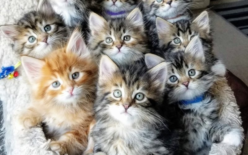 Step by Steps Guide for Buying Siberian Kitten in 2022
